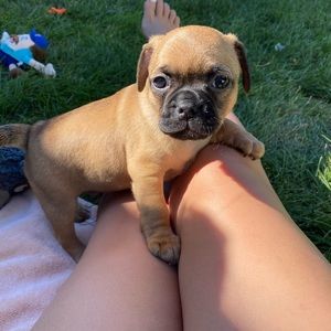 Meet your Posher, Piper